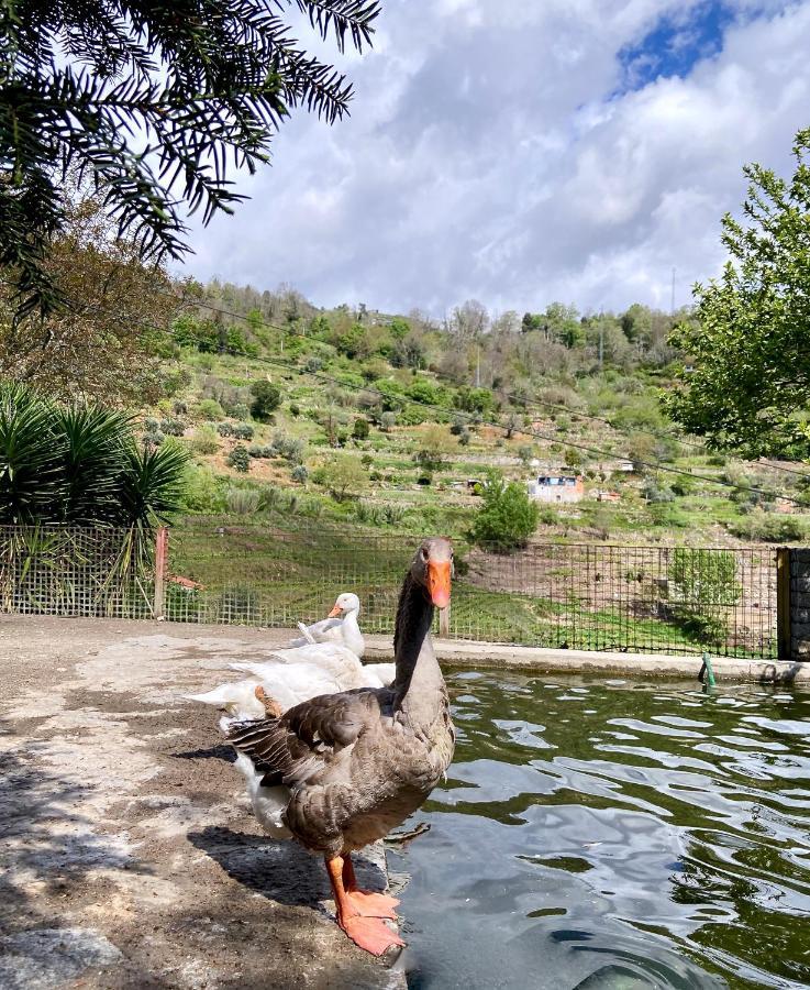 Private Douro- Quinta Das Susandas Mesão Frio Εξωτερικό φωτογραφία